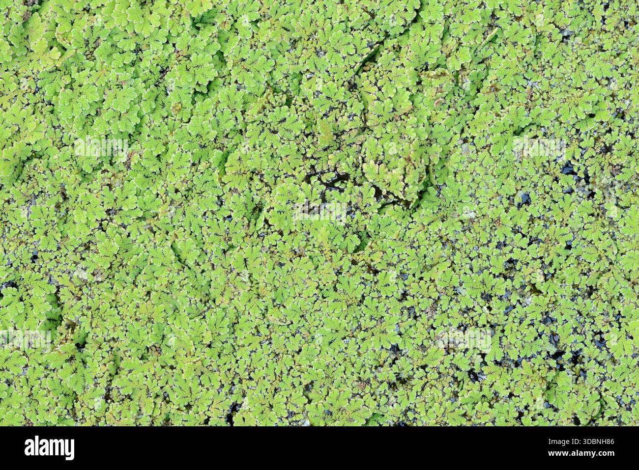 Small algae fern (Azolla caroliniana), neophyte in Europe, North Rhine ...