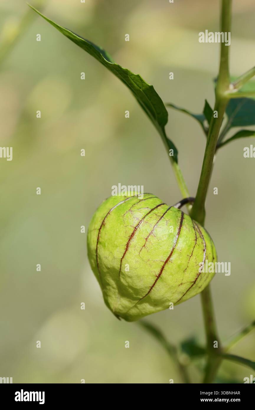 Tomatillo (Physalis ixocarpa, Physalis philadelphica), fruit Stock Photo
