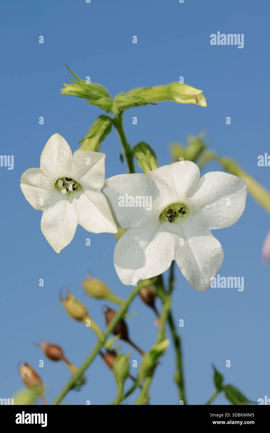 where is tobacco native Nicotiana rustica