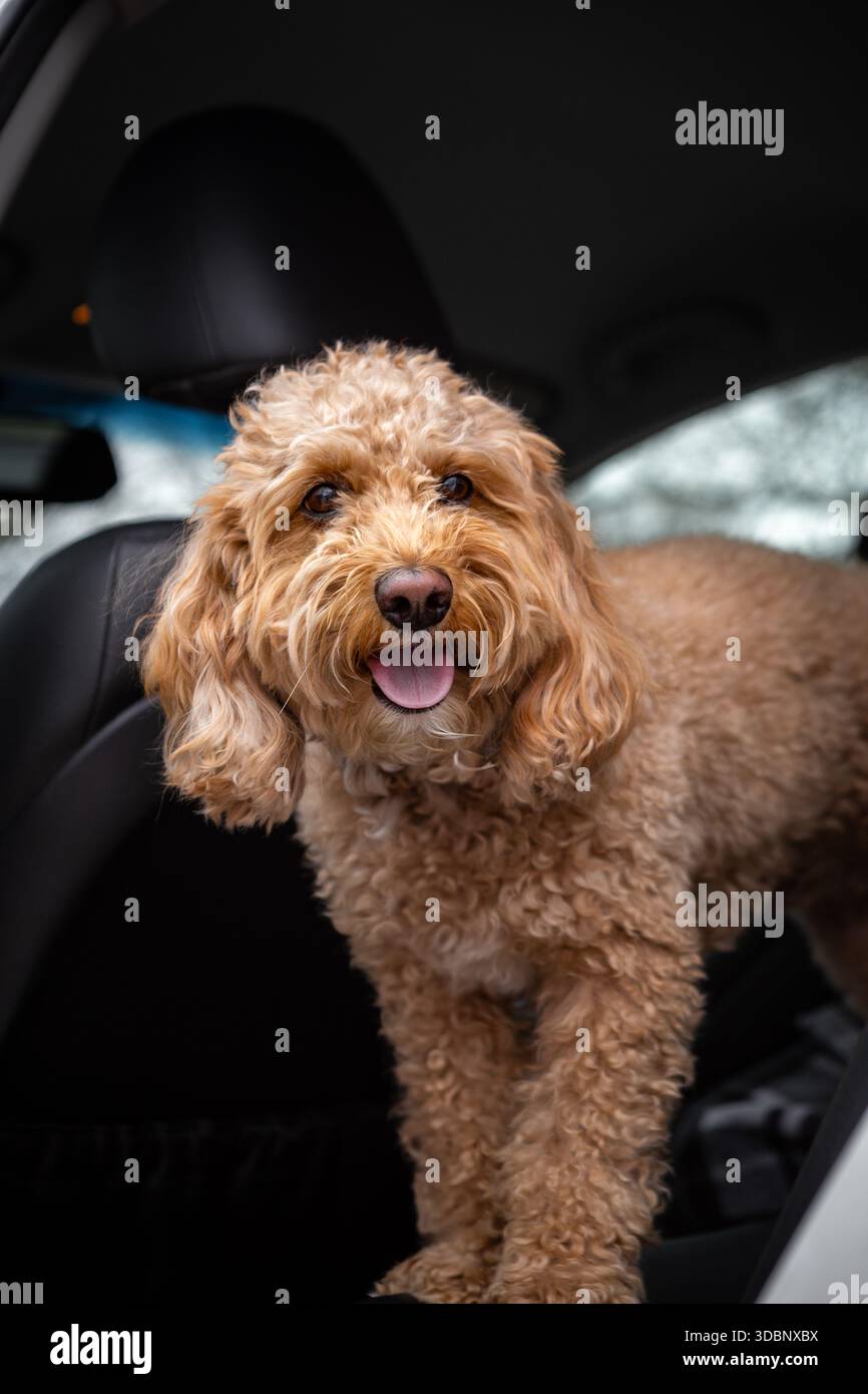 Black golden doodle hi-res stock photography and images - Alamy, image size:866x1390
