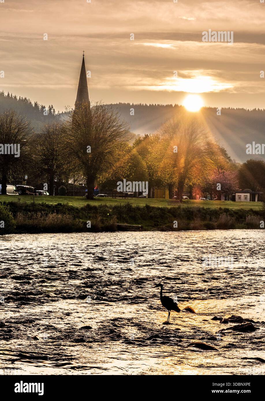 Golden sunset over Tweed river in Peebles with a lone heron by the water. Stock Photo