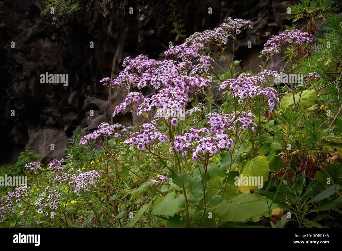 planting shiso Ao Shiso main image 1