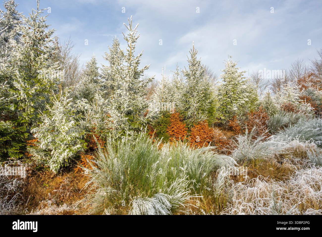 European beech fagus sylvatica and common broom cytisus scoparius hi ...