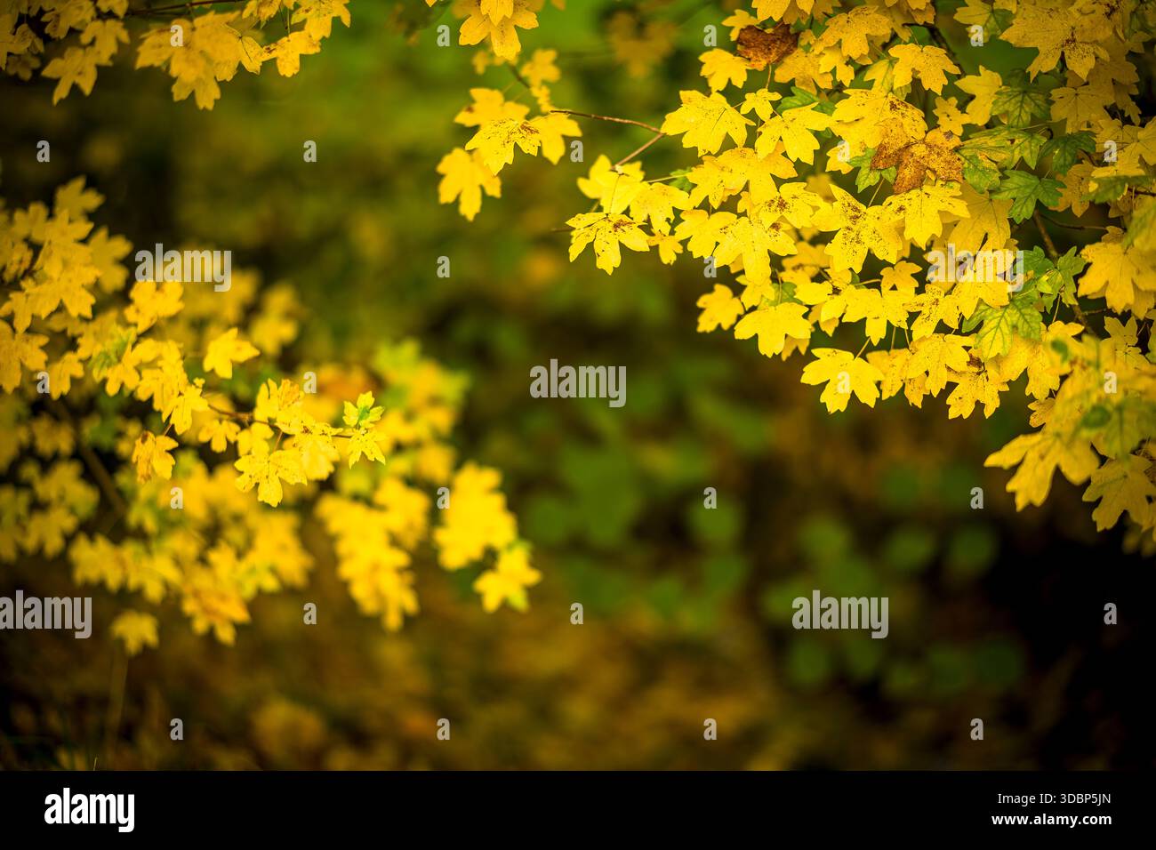Yellow fall leaves on the tree Stock Photo