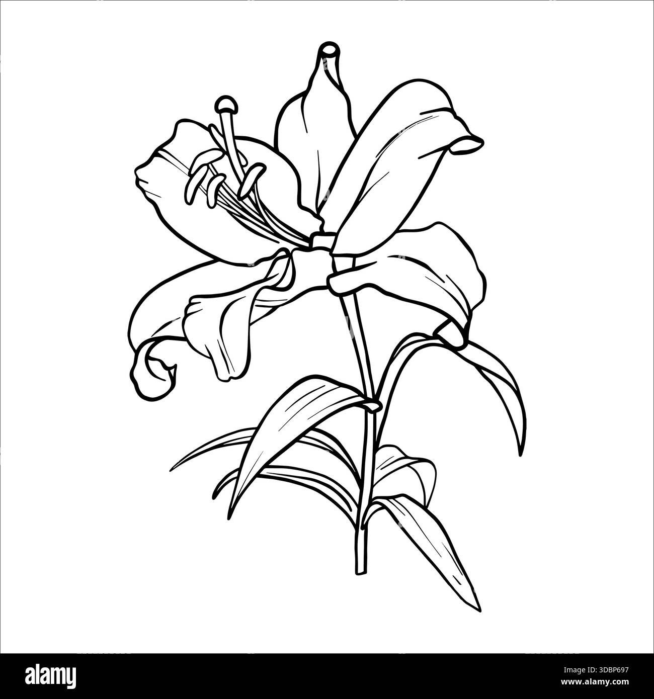 Lily Flower Coloring Page Drawing For Kids Activies Art With Line Drawing  Illustration, Outline, Bud, Single PNG Transparent Image and Clipart for  Free Download, image size:1300x1390