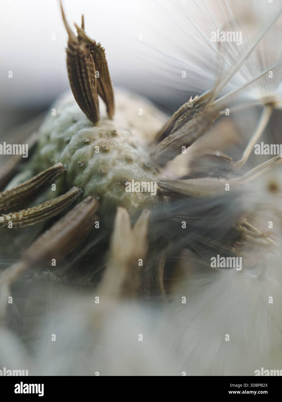 dandelion Stock Photo
