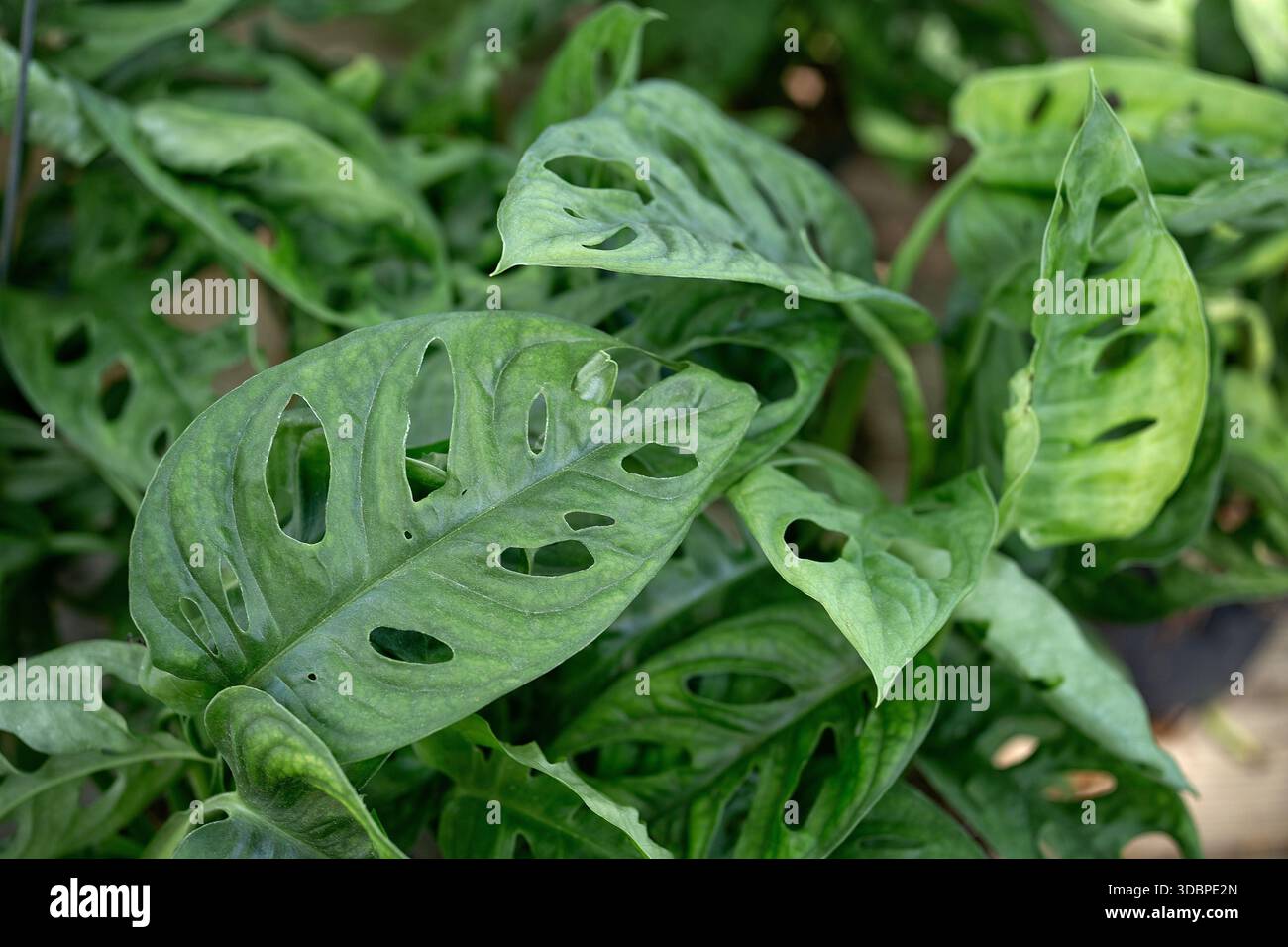 monstera adansonii acuminata Monstera adansonii sp. 'Double Windows' aurea variegated / Monstera  acuminata aurea