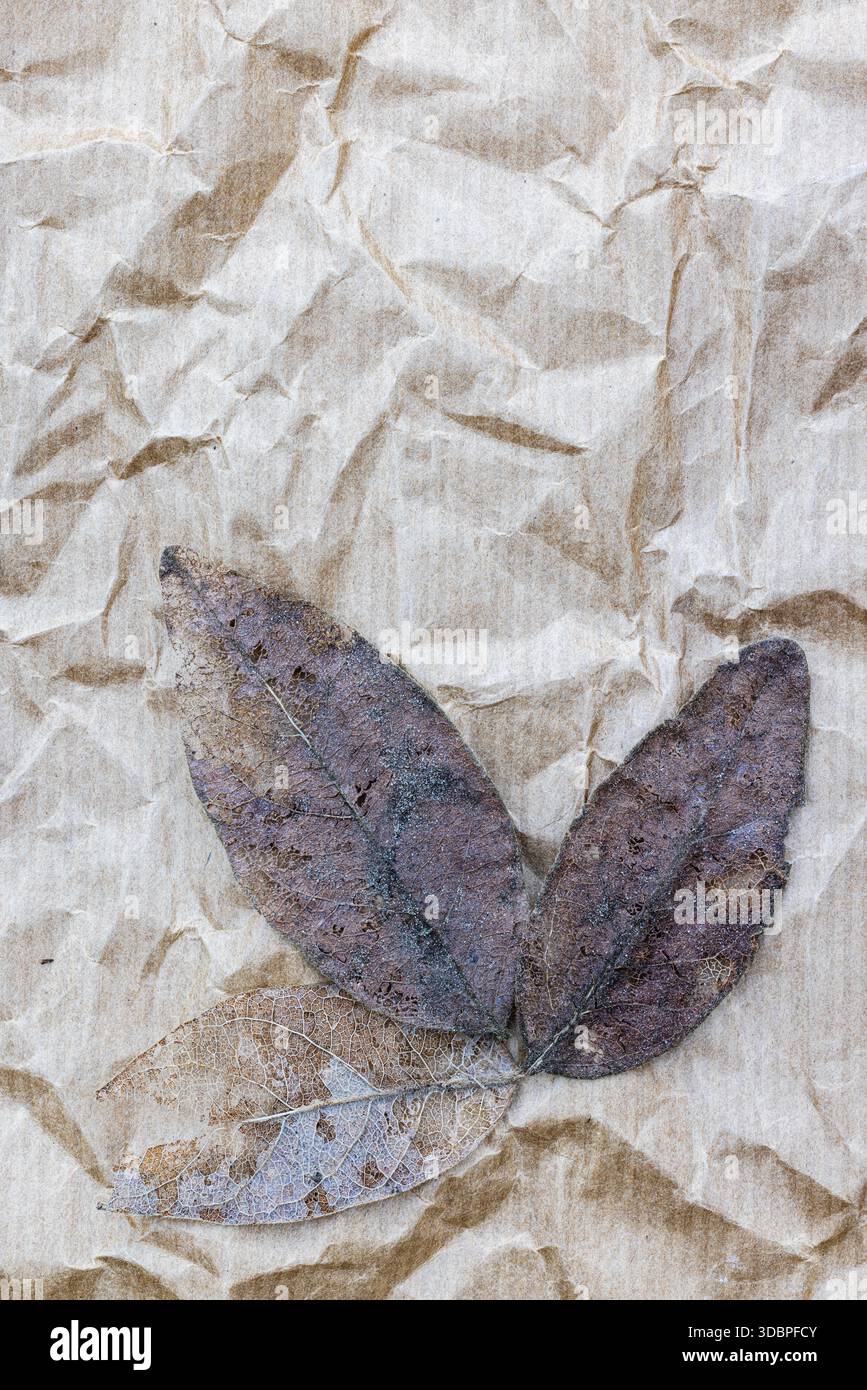 Withered leaf on crumpled paper hi-res stock photography and images - Alamy