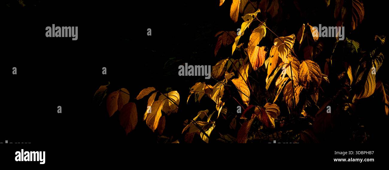Autumn leaves against the light Stock Photo