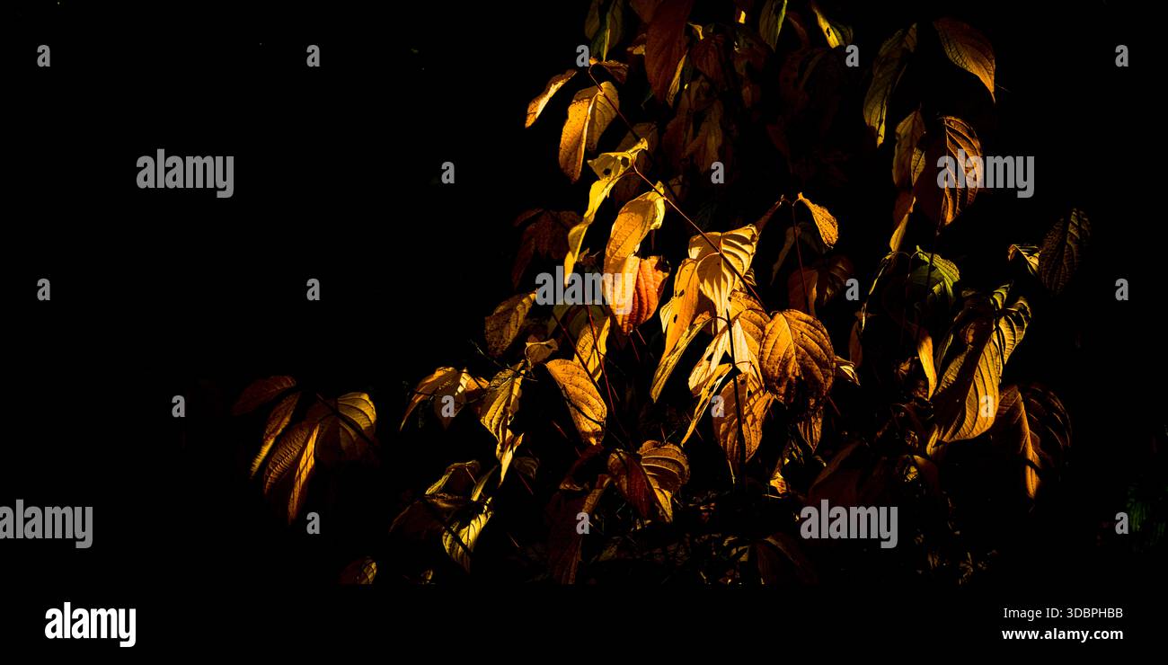 Autumn leaves against the light Stock Photo