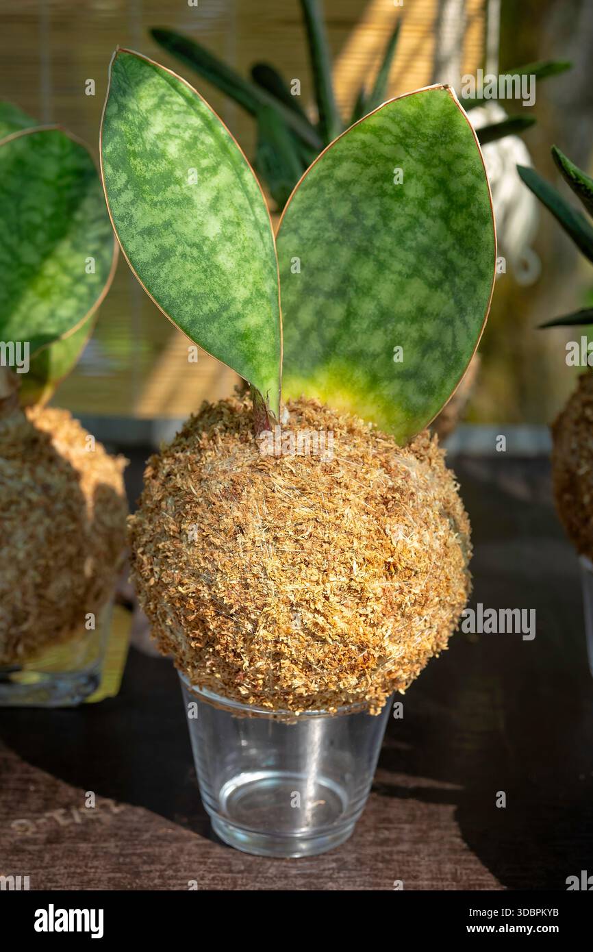 Sansevieria masoniana hi-res stock photography and images - Alamy