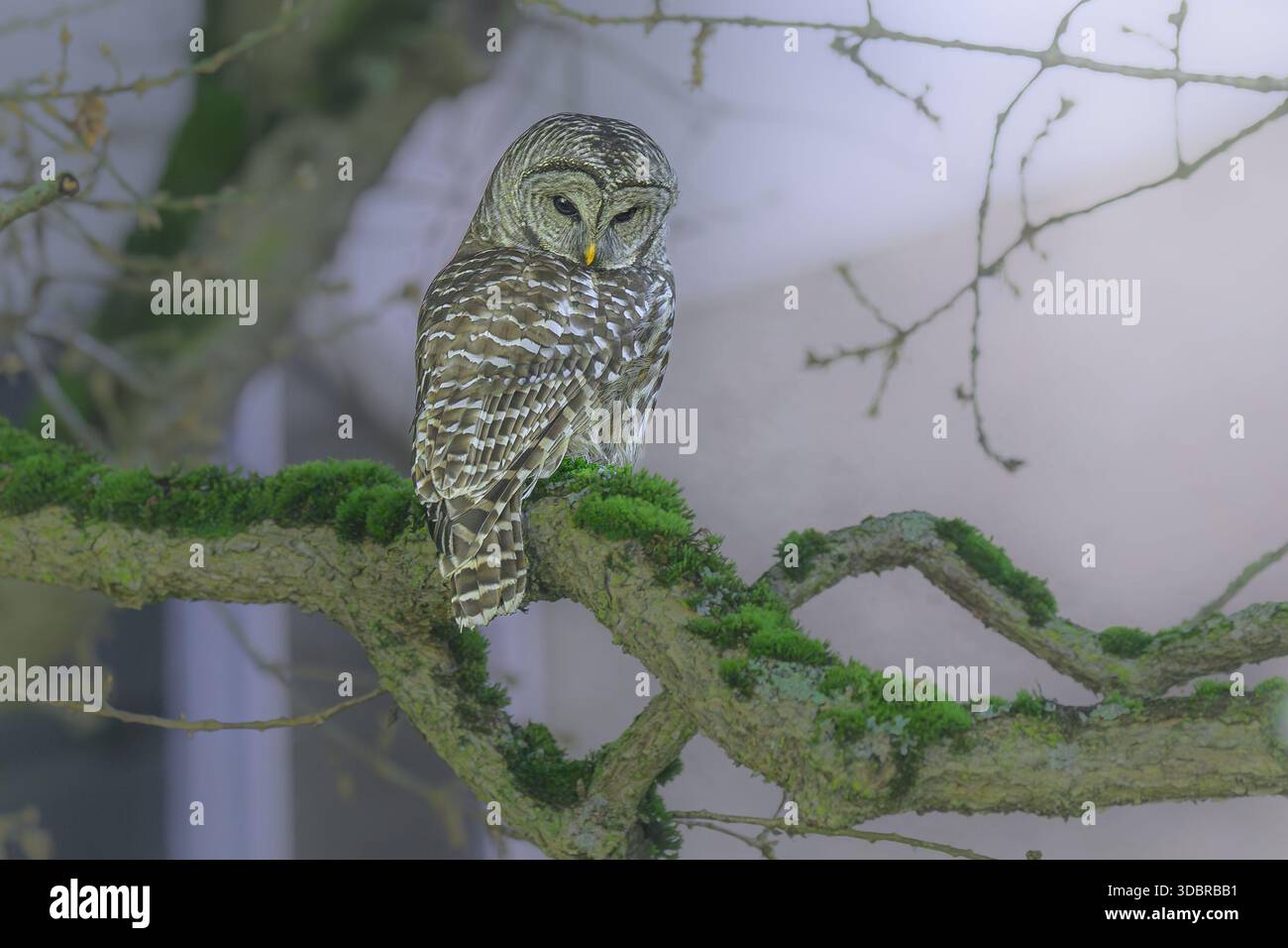 Barred owl Stock Photo