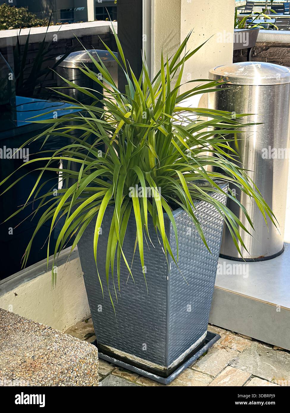 Modern textured gray planter with lush green pointed leaves placed on a stone patio beside a metal trash can and beige wall in outdoor setting. Stock Photo