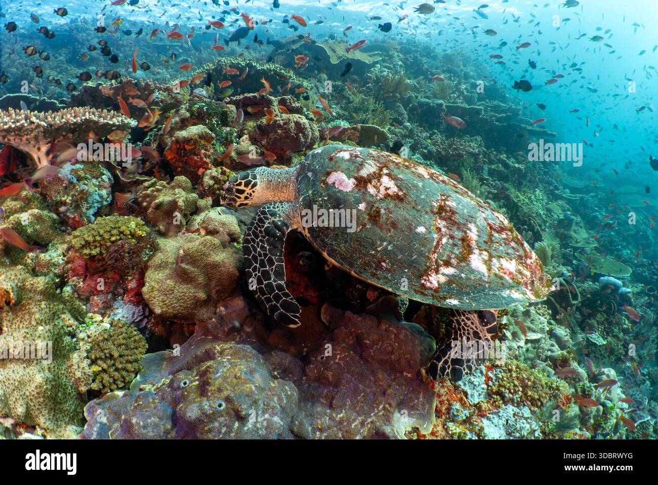 An endangered hawksbill turtle, Eretmochelys imbricata, eating sponge ...