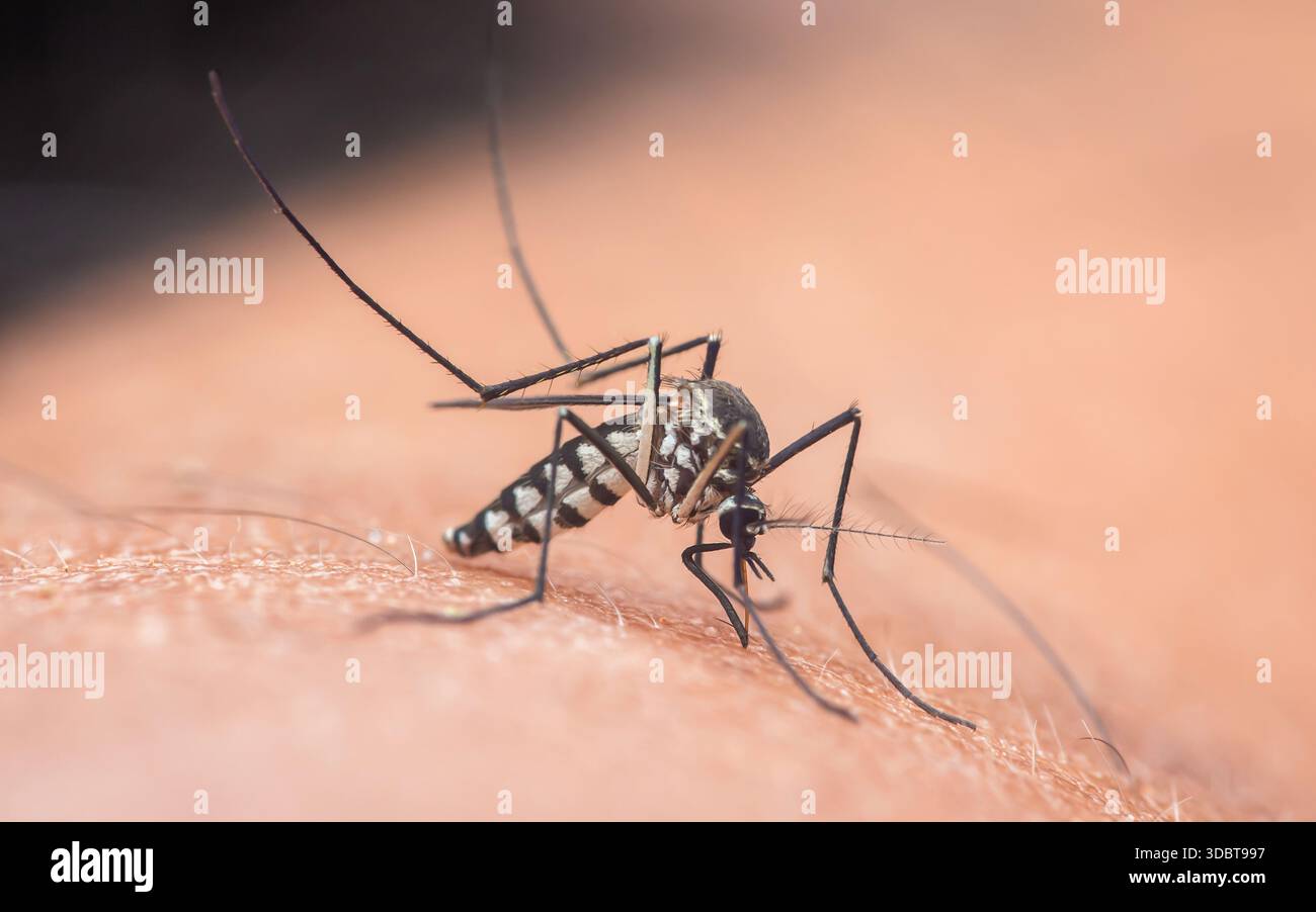 Mosquito with distinctive banded legs and body injecting proboscis into ...