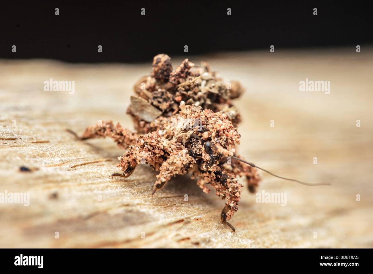 Lacewing larva, also known as a junk bug, actively covering its body ...