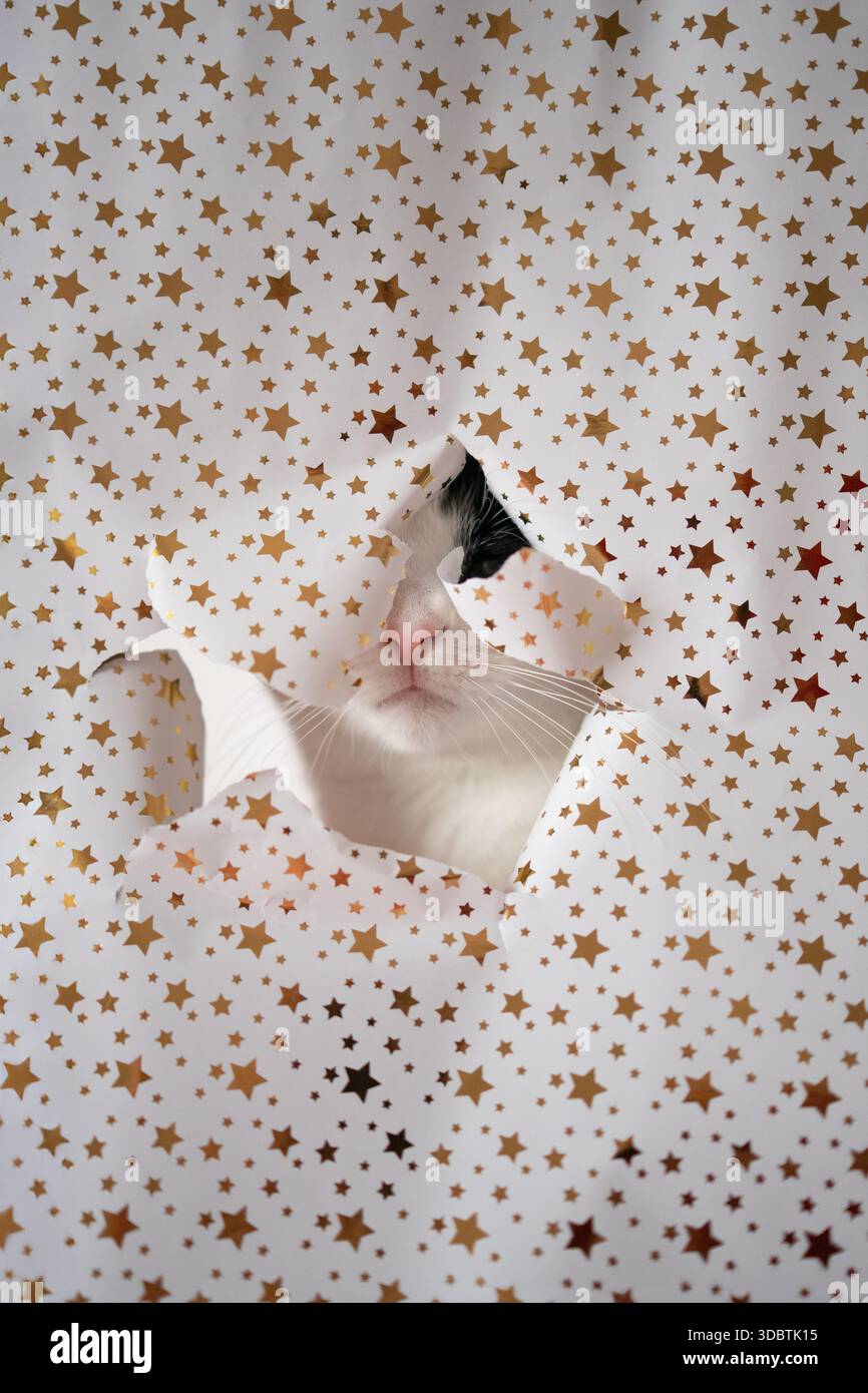 Curious cat playfully peeking hi-res stock photography and images - Alamy