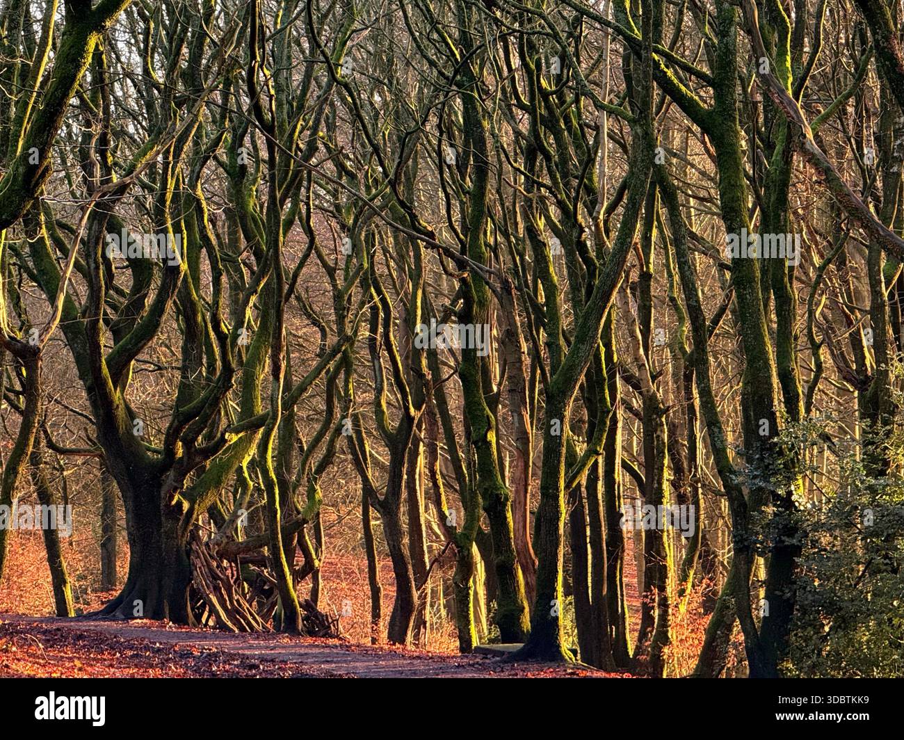 Lever Park at Rivington near Chorley in Lancashire. Winter trees lit by late afternoon light - Smartphone Captured Stock Image