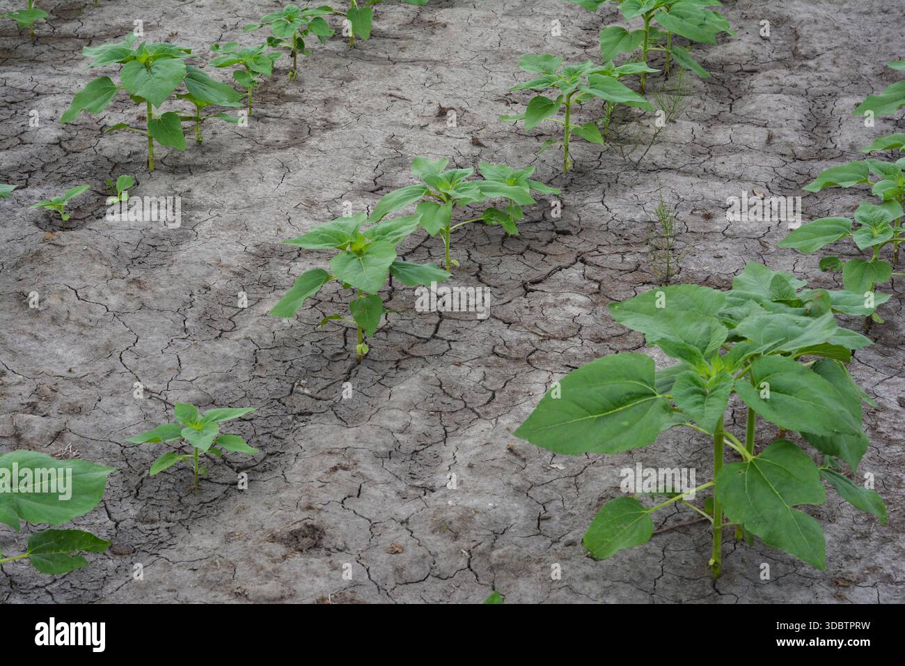 Sunflower Seedlings on Dry Cracked Soil During Drought Stock Photo