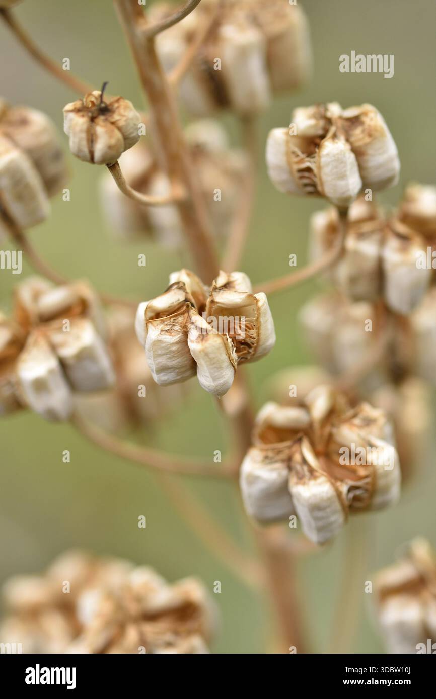 Dried seed pods of Fritillaria persica (Persian Lily) plant, Warsaw botanical garden Poland. Stock Photo
