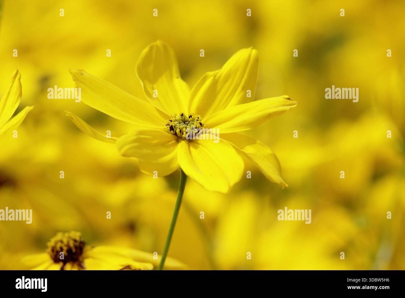 COREOPSIS verticillata 'Grandiflora', commonly known as tickseed ...