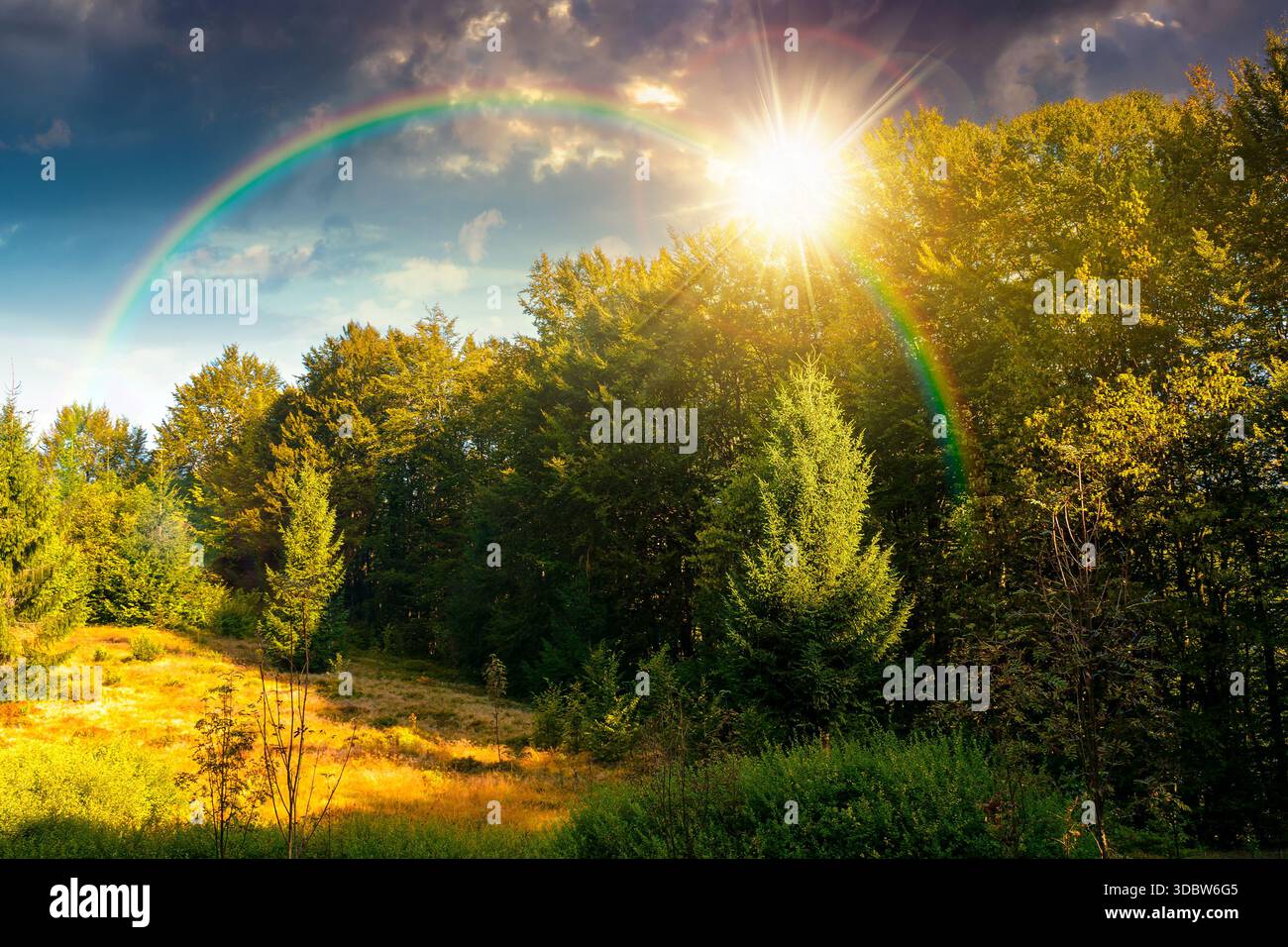 beech forest on the hill in late summer at sunset. mountains under blue sky clouds in evening light. beautiful green environment background for timele Stock Photo