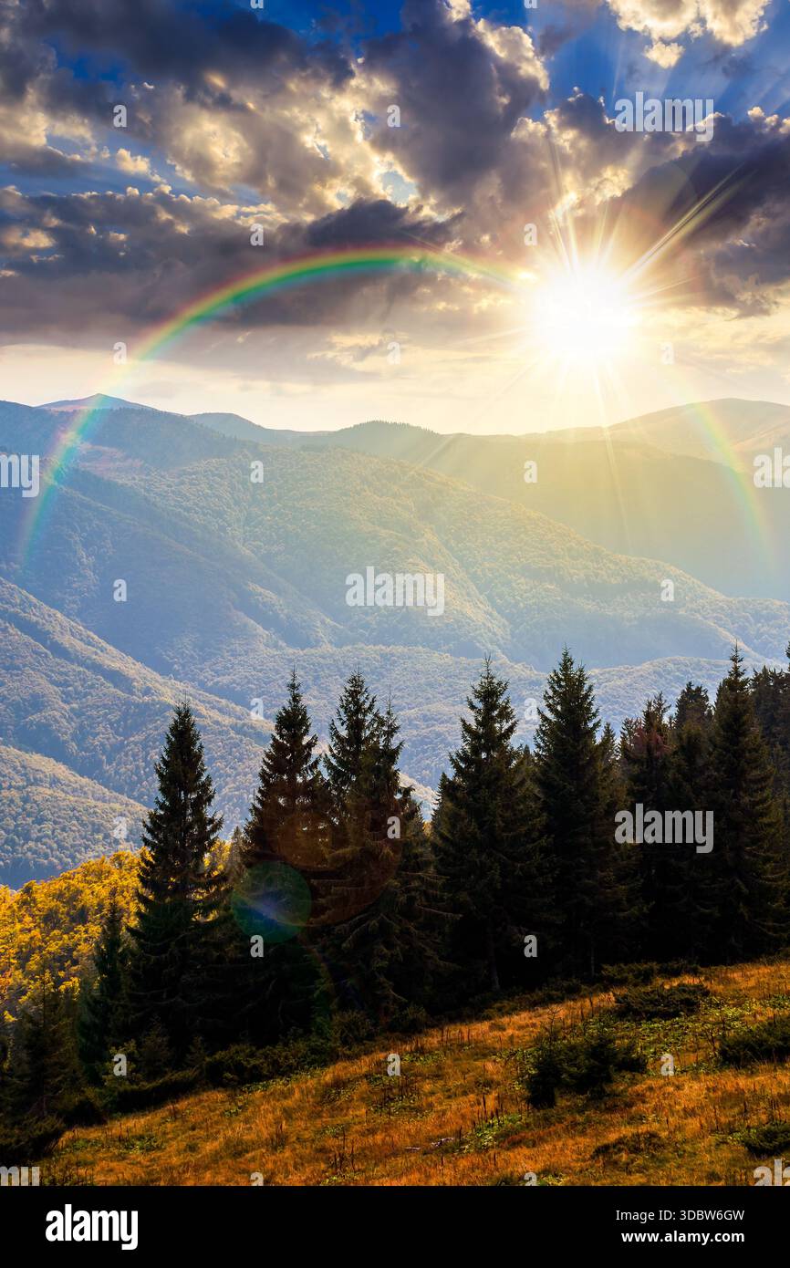 mountain landscape with evergreen forest in autumn at sunset. beautiful place with coniferous trees on hillside under cloudy sky in evening light. ver Stock Photo