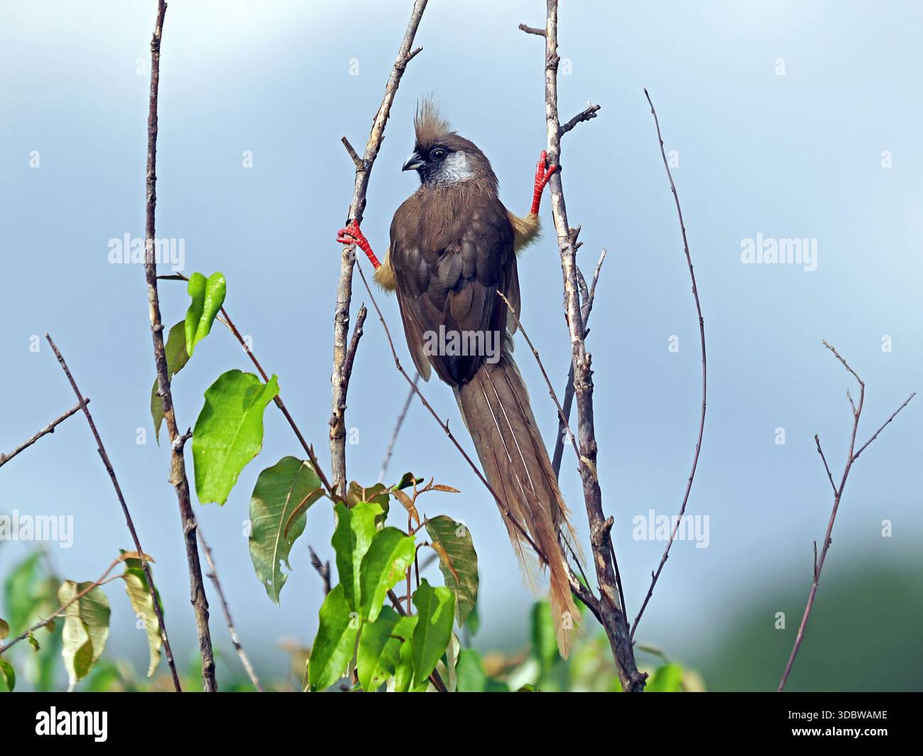 Straggli Leg straddle straddle hi-res stock photography and images - Alamy