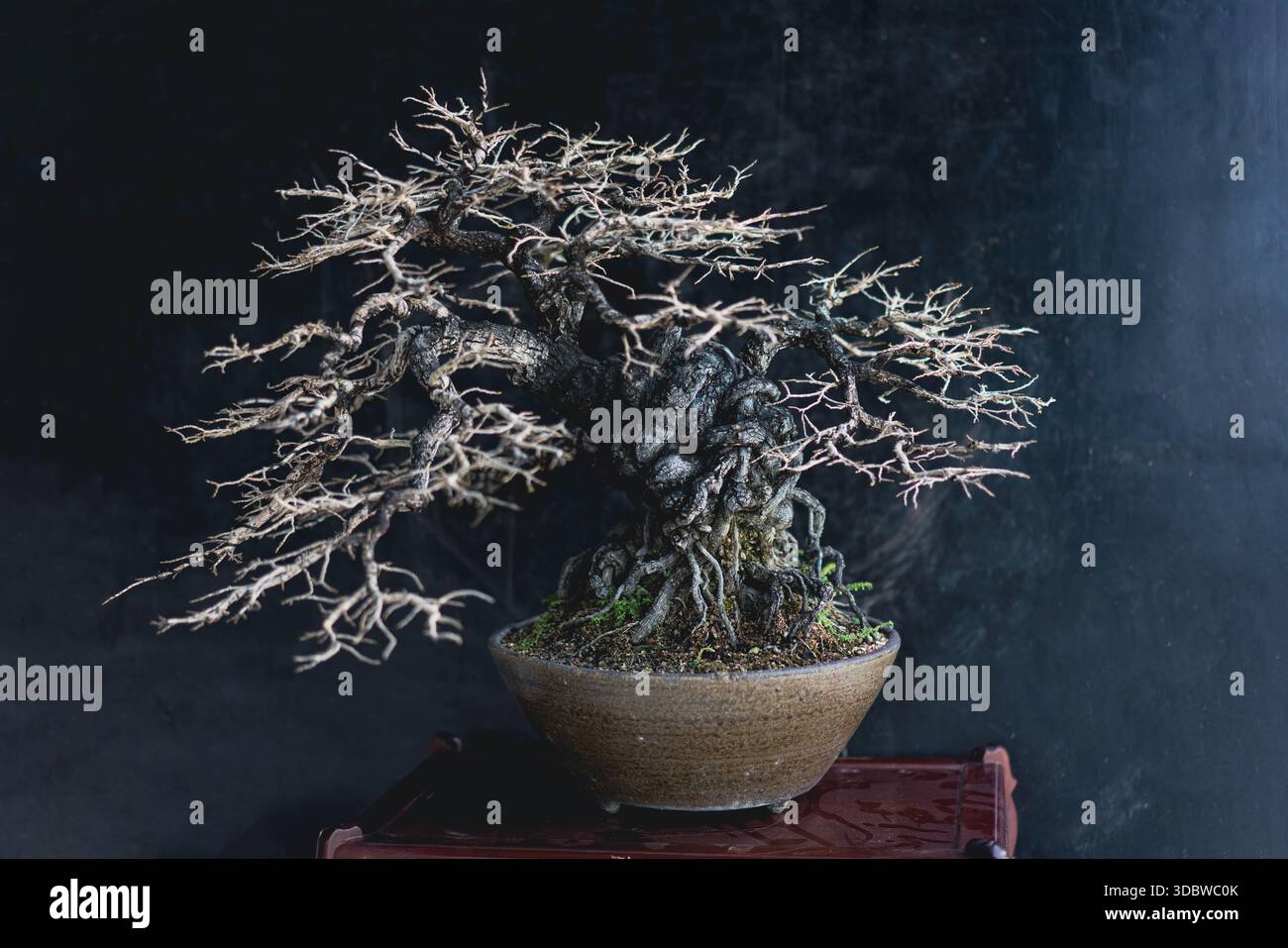 Beautiful bonsai tree with intricate branch structure in a ceramic pot. Set  against a dark moody background. Japanese Zen garden art and minimalist de  Stock Photo - Alamy