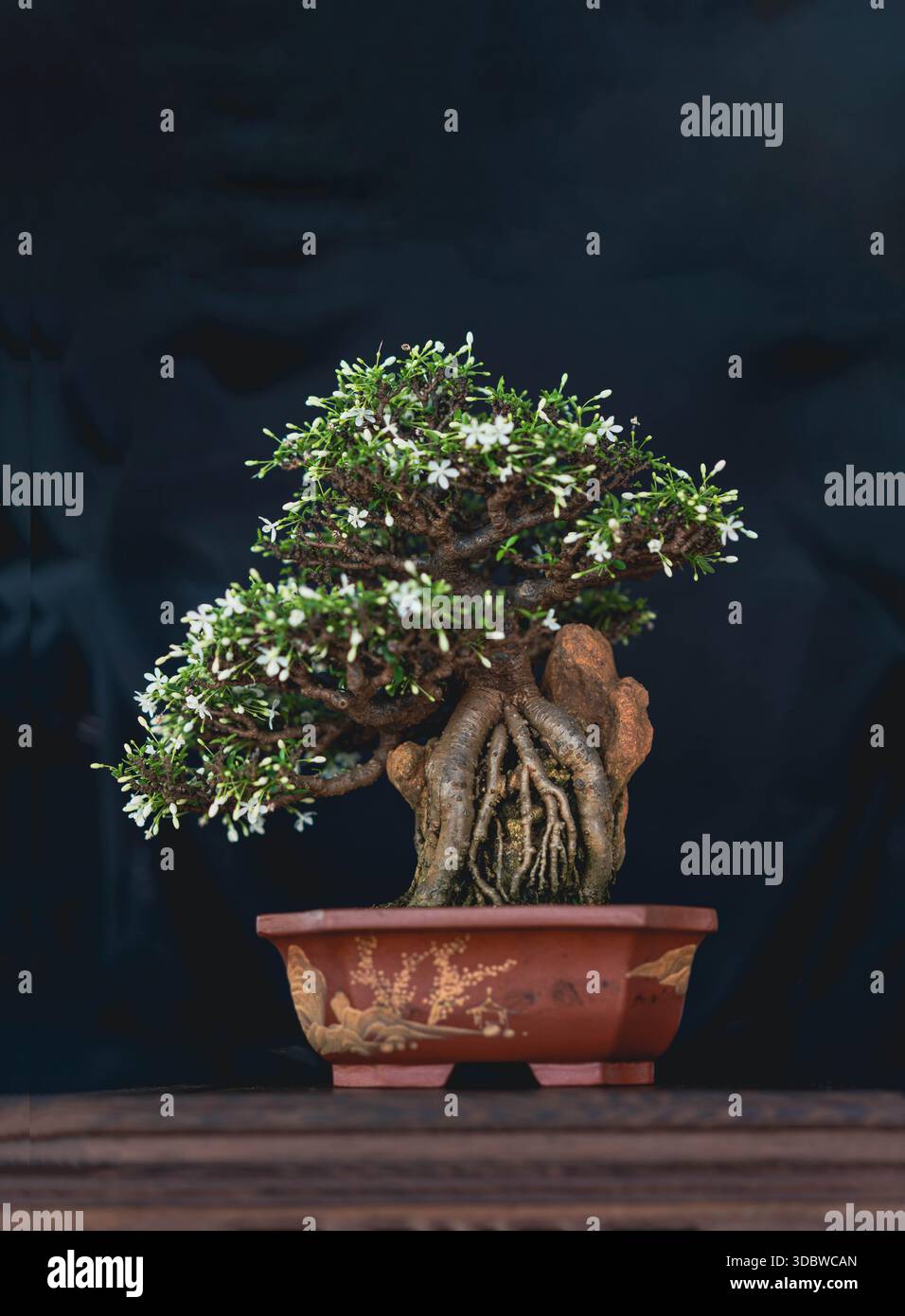 Exquisite Water Jasmine or Wrightia religiosa bonsai with white flowers.  Features root over rock style in a ceramic pot on dark background. Zen  garden Stock Photo - Alamy