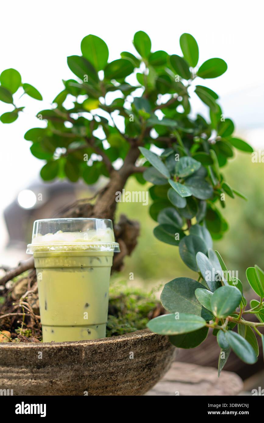 Bonsai cafe hi-res stock photography and images - Alamy
