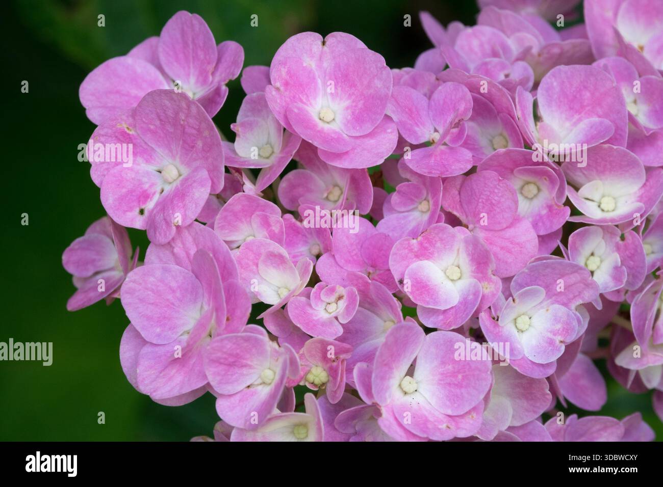 Lace Cap Hydrangea macrophylla Forever & Ever Stock Photo