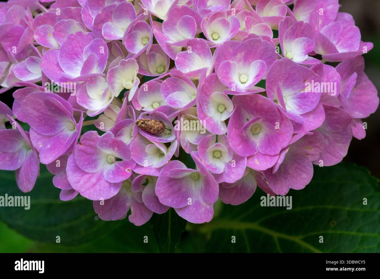 Lace Cap Hydrangea macrophylla Forever & Ever Stock Photo