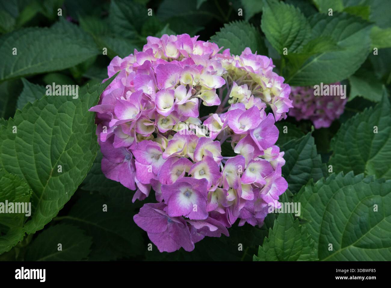 French hydrangea flower Hydrangea macrophylla "Bailmer" Stock Photo