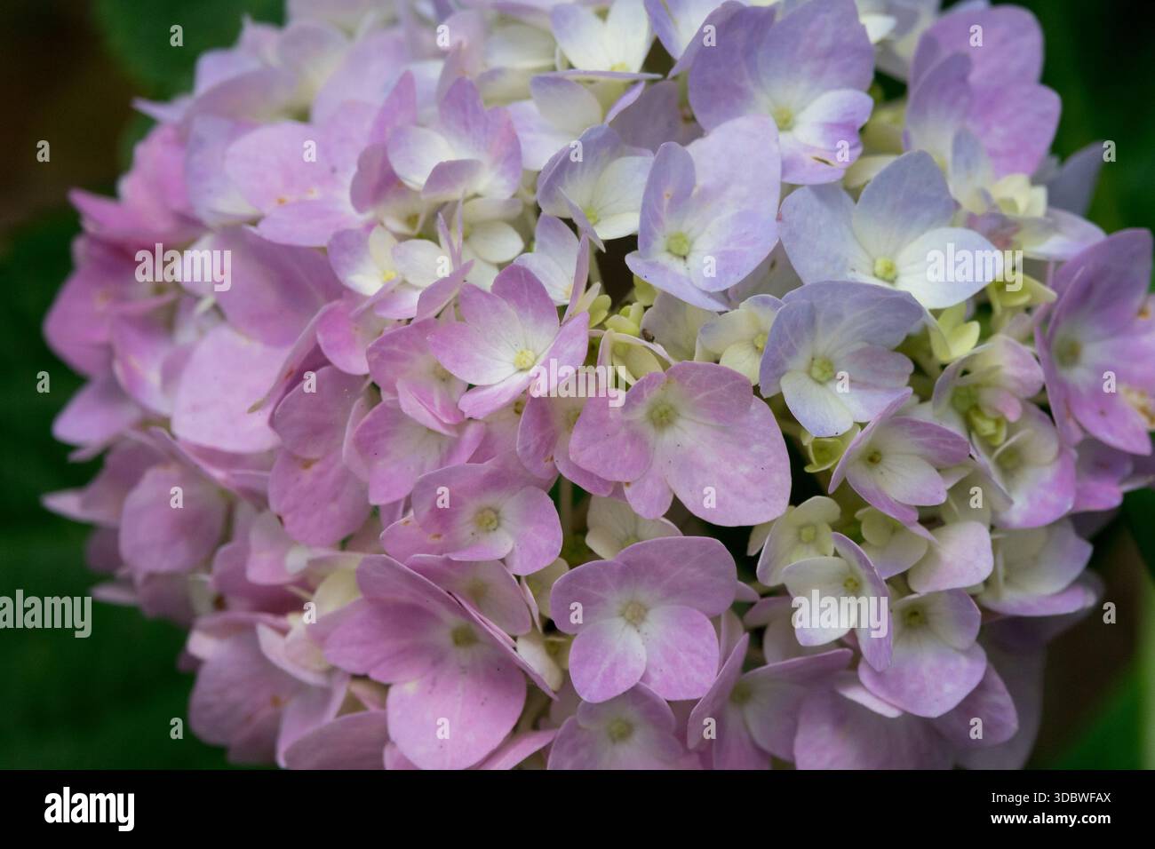 Pink Hydrangea macrophylla "Endless Summer" Hydrangea Flower Pink lace cap Stock Photo