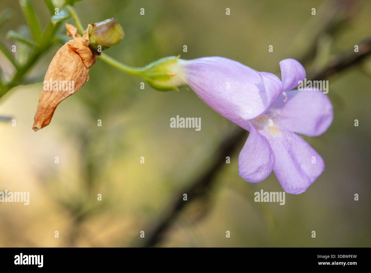 Open follicle with hi-res stock photography and images - Alamy