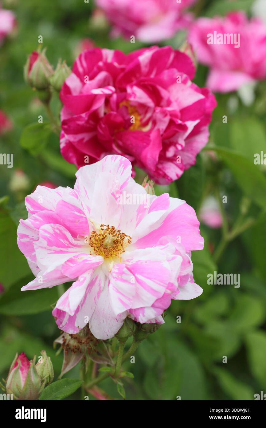 Rosa gallica 'Versicolor', also called Rosa Mundi, a striking fragrant ...