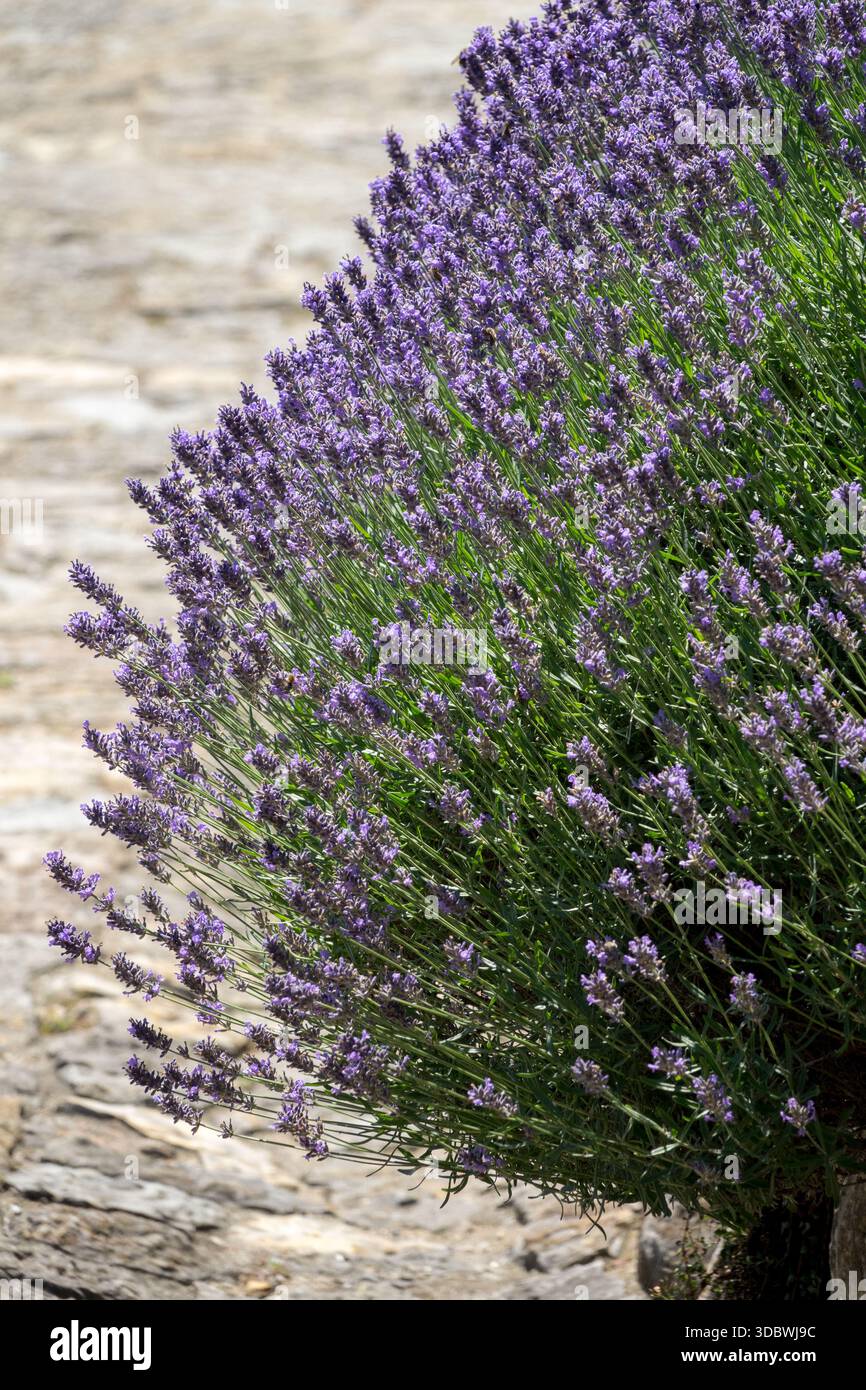 Clump forming lavender lining path Stock Photo