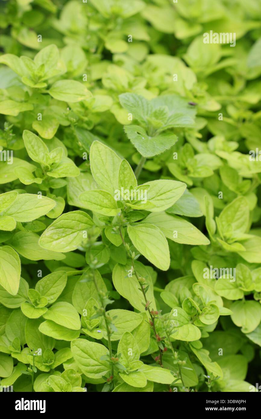 Golden oregano. Culinary herb. Origanum vulgare 'Aureum'.Golden marjoram , sweet marjoram plant. Stock Photo