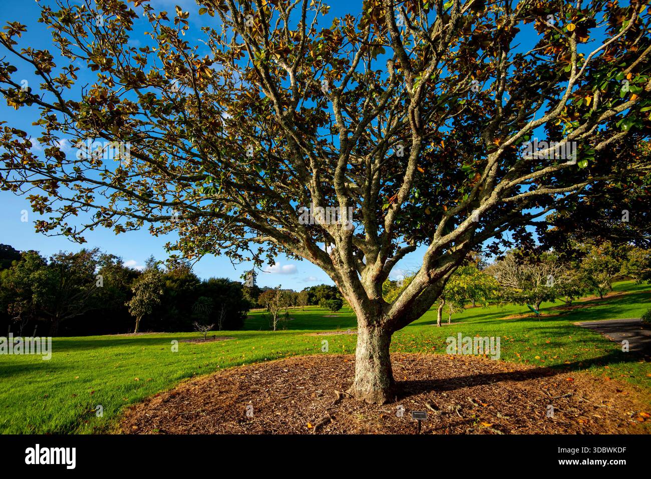 Magnolia grandiflora leaves hi-res stock photography and images - Alamy