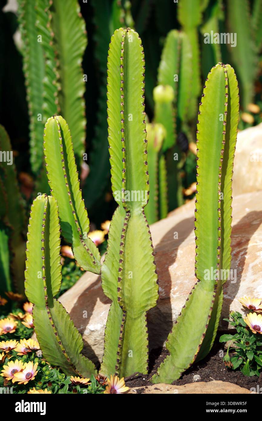 Poisonous cactus hi-res stock photography and images - Alamy