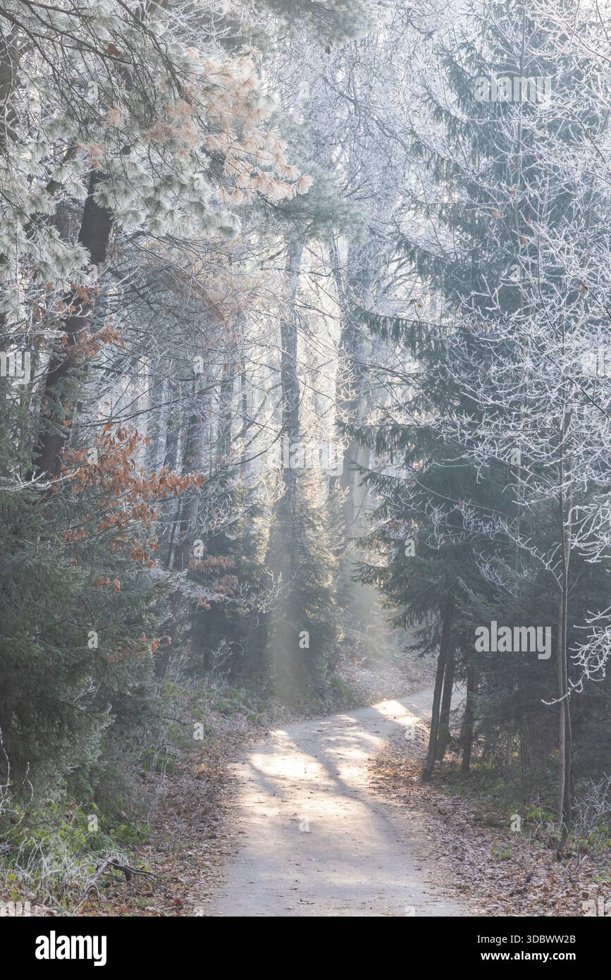 Forest path tall trees sunlight hi-res stock photography and images - Alamy