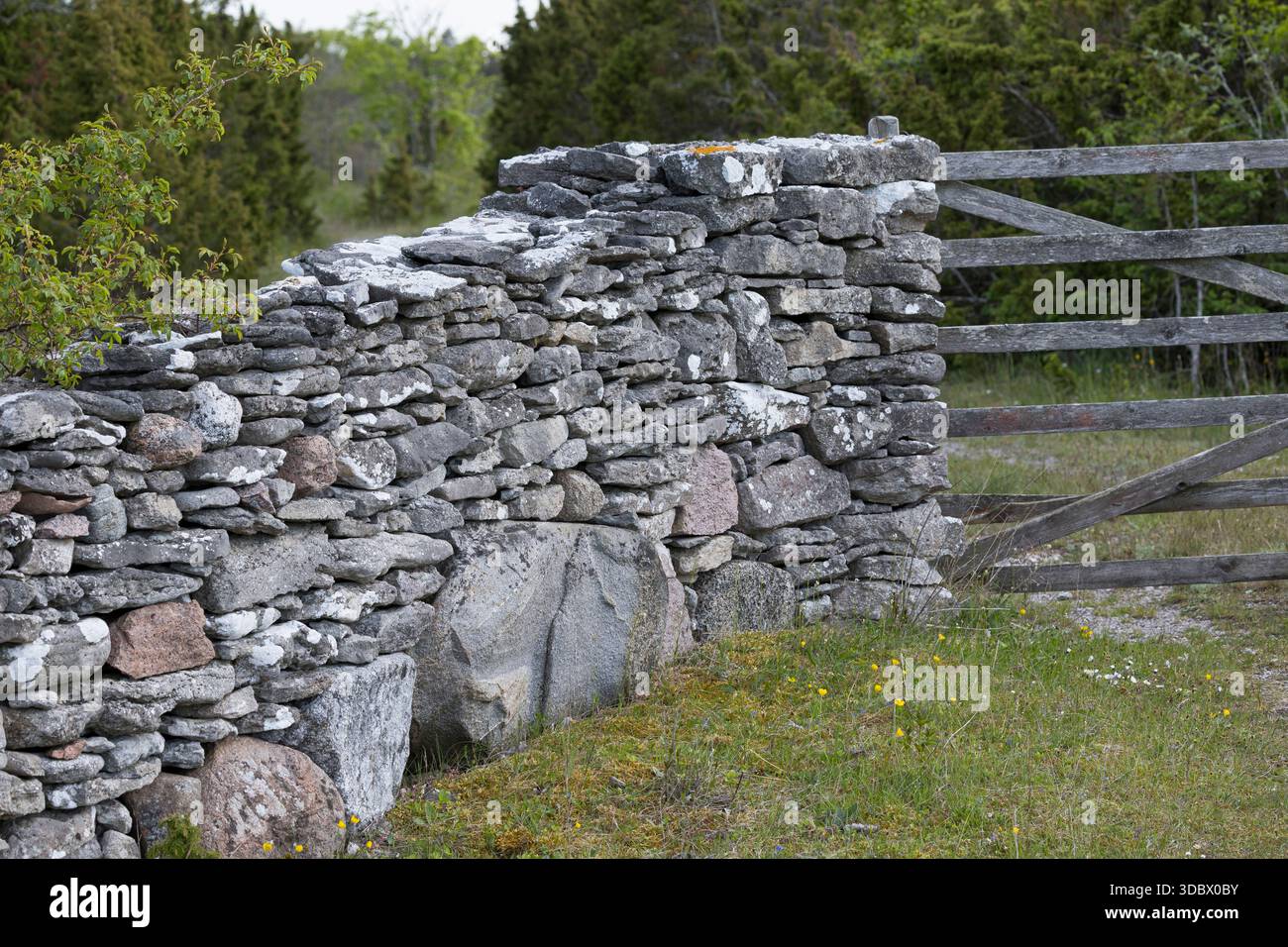 Steinmauer, Trockenmauer, Natursteinmauer, Mauer, Legesteinmauer, Natural stone wall, dry stone wall, drywall, Gotland, Schweden Stock Photo