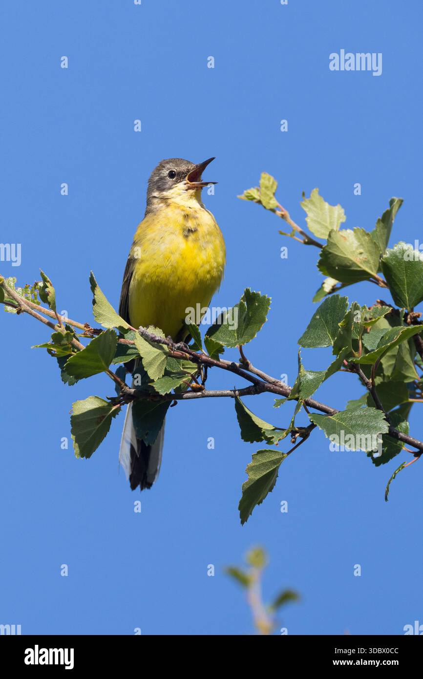 Schafstelze, Thunbergschafstelze, Thunberg-Schafstelze, Nordische Rasse, Nordische Schafstelze, M?nnchen, singend, Motacilla flava thunbergi, Motacill Stock Photo
