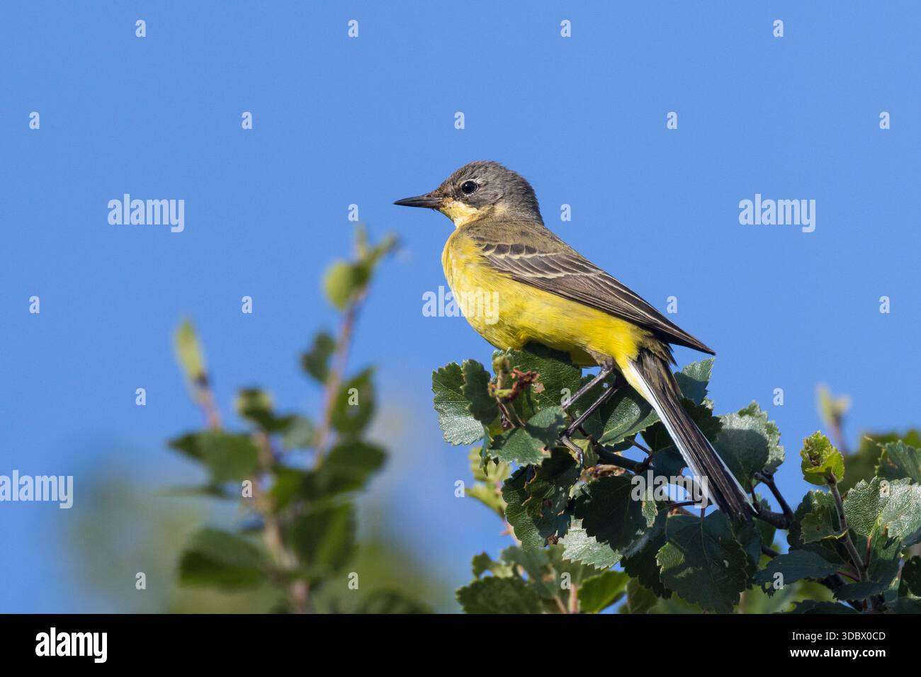 Schafstelze, Thunbergschafstelze, Thunberg-Schafstelze, Nordische Rasse, Nordische Schafstelze, M?nnchen, Motacilla flava thunbergi, Motacilla flava, Stock Photo