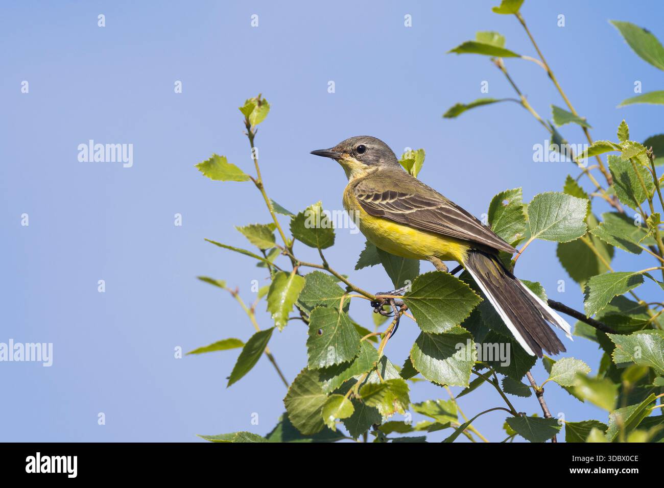 Schafstelze, Thunbergschafstelze, Thunberg-Schafstelze, Nordische Rasse, Nordische Schafstelze, M?nnchen, Motacilla flava thunbergi, Motacilla flava, Stock Photo