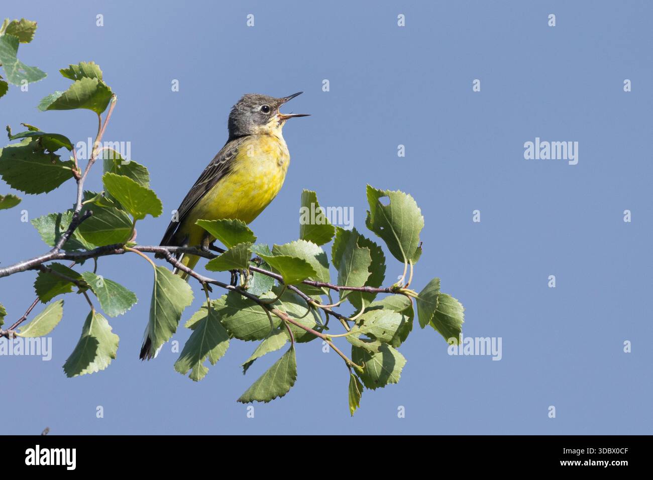 Schafstelze, Thunbergschafstelze, Thunberg-Schafstelze, Nordische Rasse, Nordische Schafstelze, M?nnchen, singend, Motacilla flava thunbergi, Motacill Stock Photo