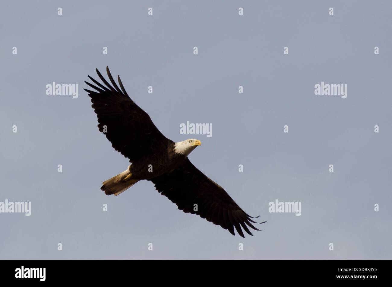 Bald Eagle, Haliaeetus leucocephalus, in flight Stock Photo