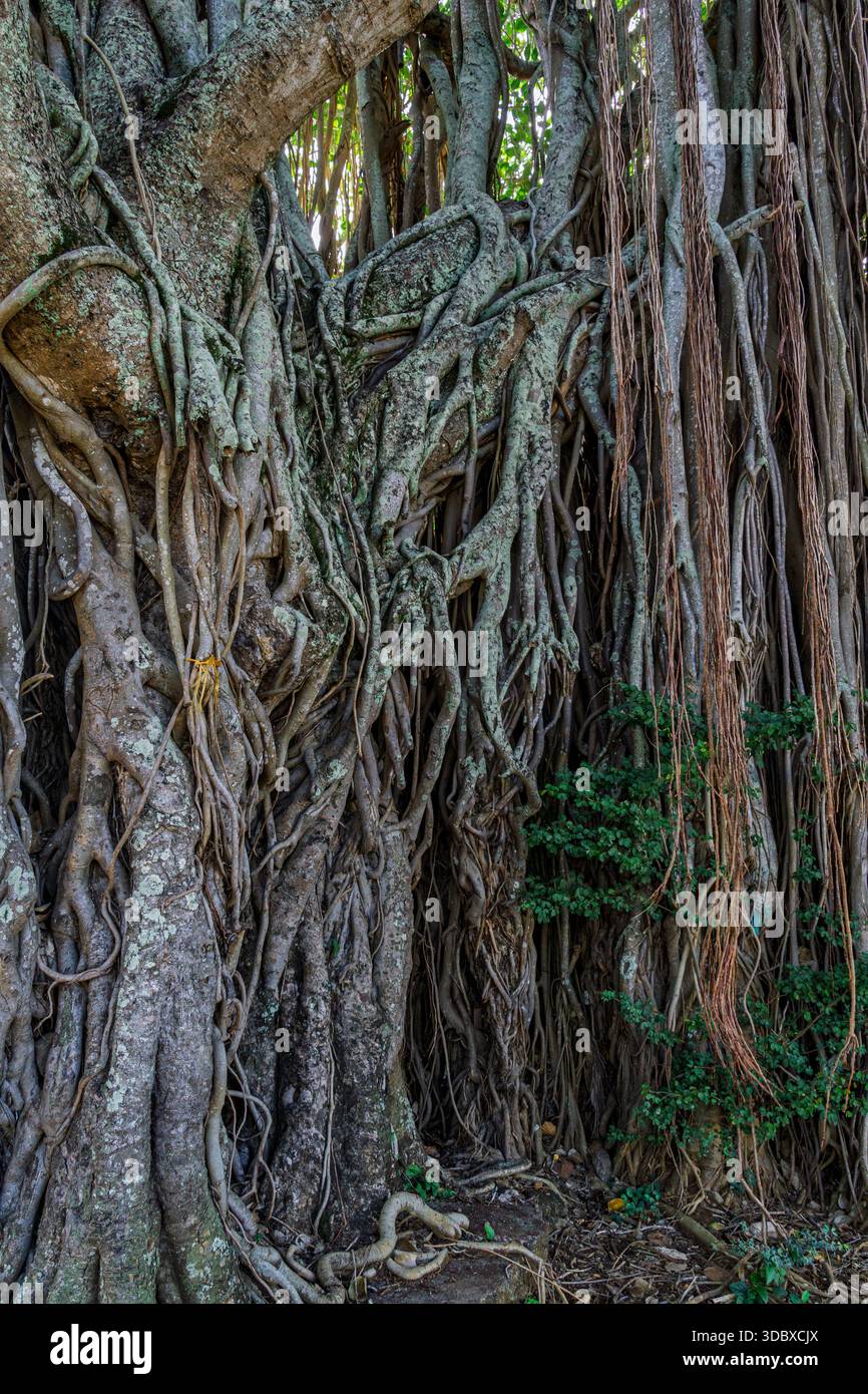 Tangles Prop Roots Close-up view of an ancient banyan tree with tangled aerial roots and ...
