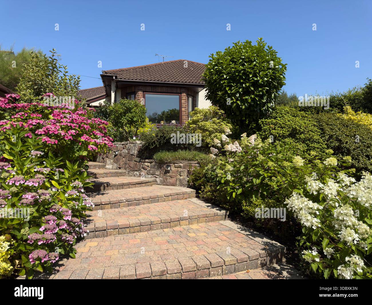 WIRRAL, CHESHIRE, ENGLAND - JULY 12, 2025: Pathway lined with hydrangea shrubs on either side leading to an English bungalow Stock Photo